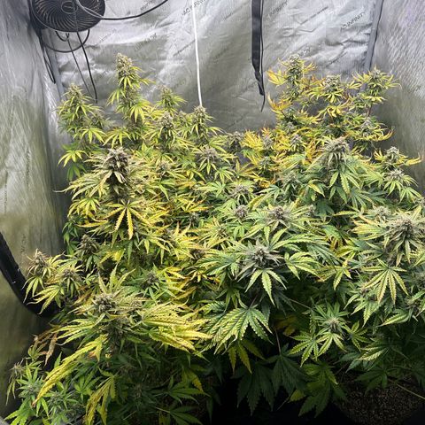 Quick One(5) growlog timeline photo