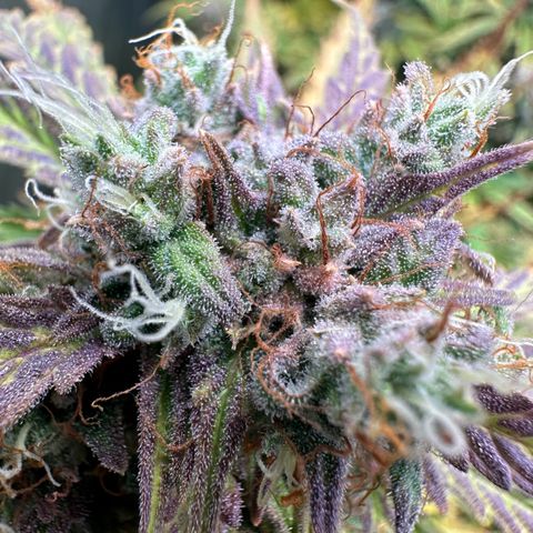 Quick One(5) growlog timeline photo