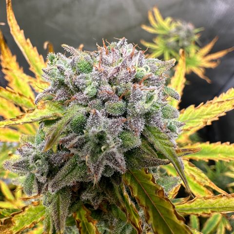Quick One(5) growlog timeline photo