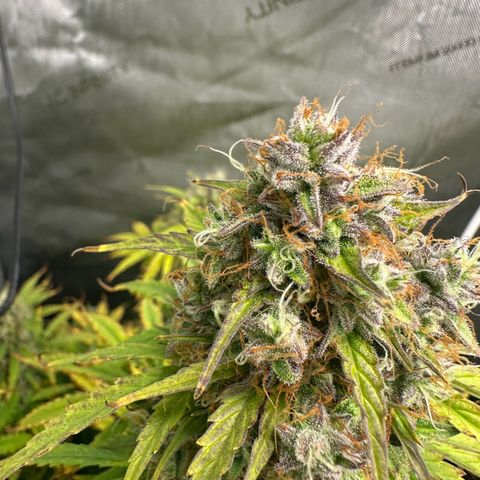 Quick One(5) growlog timeline photo