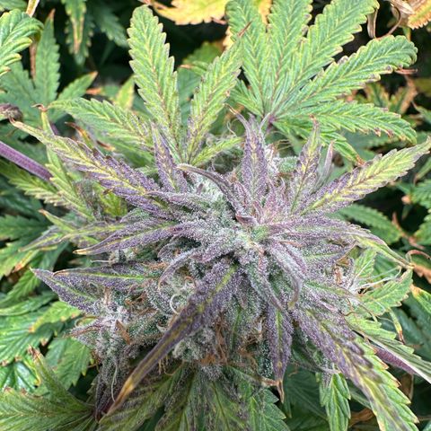Quick One(5) growlog timeline photo