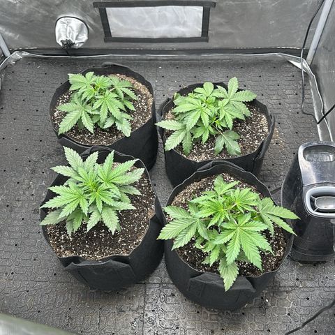 Experiment #3 Mimosa Automatic growlog timeline photo