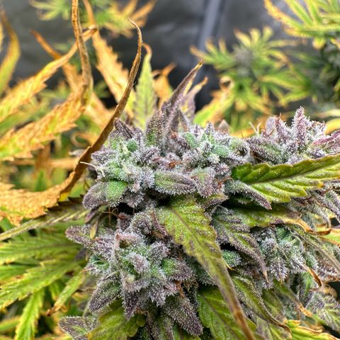 Quick One(5) growlog timeline photo