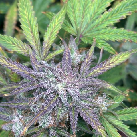 Quick One(5) growlog timeline photo