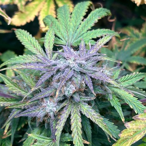 Quick One(5) growlog timeline photo