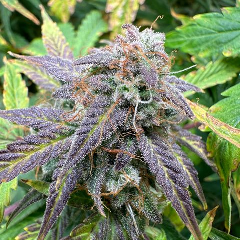Quick One(5) growlog timeline photo