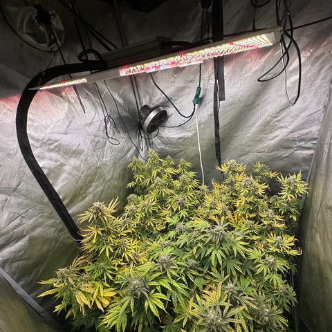 Quick One(5) growlog timeline photo