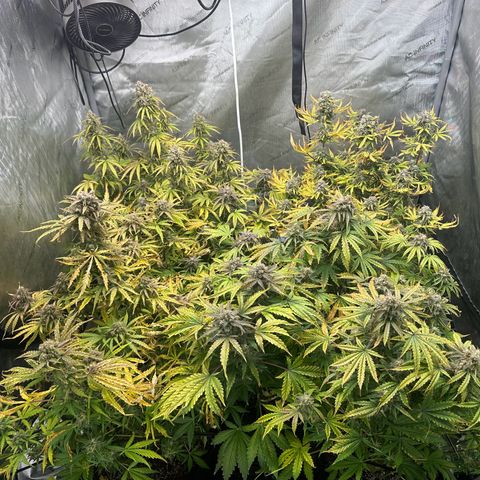 Quick One(5) growlog timeline photo