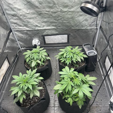 Experiment #3 Mimosa Automatic growlog timeline photo