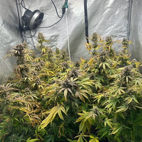 Quick One(5) growlog timeline photo