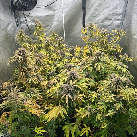 Quick One(5) growlog timeline photo