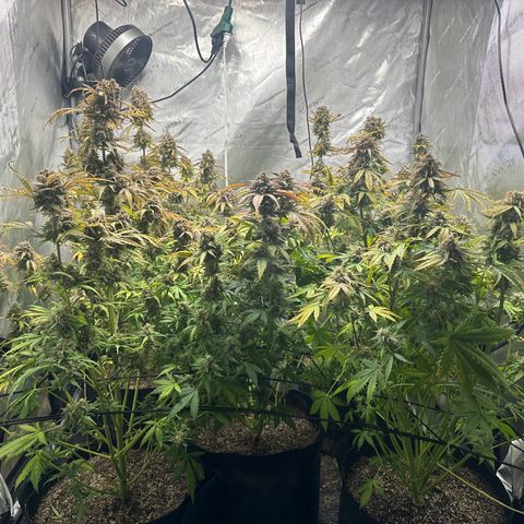 Quick One(5) growlog photo: Pulled off a bunch of dead leaves 