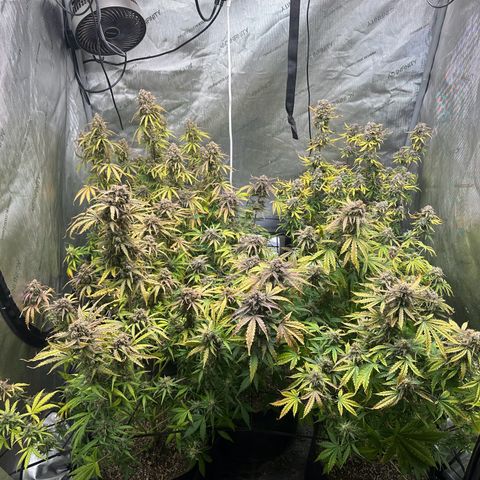 Quick One(5) growlog photo: Pulled off a bunch of dead leaves 