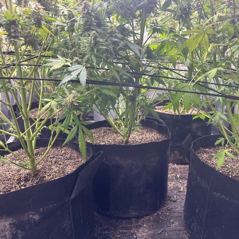 Quick One(5) growlog photo: Pulled off a bunch of dead leaves 