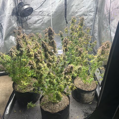 Quick One(5) growlog timeline photo