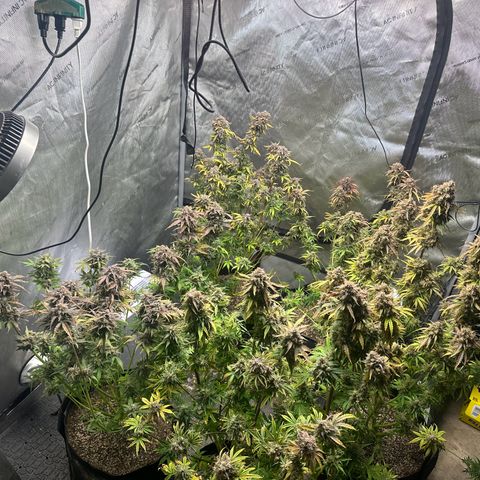 Quick One(5) growlog timeline photo