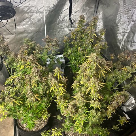 Quick One(5) growlog timeline photo