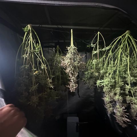 Quick One(5) growlog timeline photo