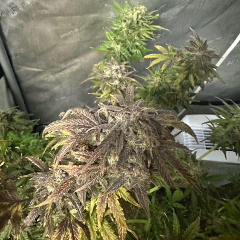 Quick One(5) growlog timeline photo