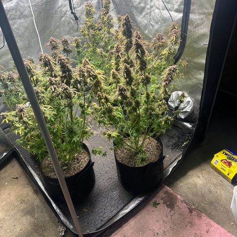 Quick One(5) growlog timeline photo