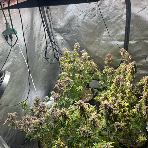 Quick One(5) growlog timeline photo