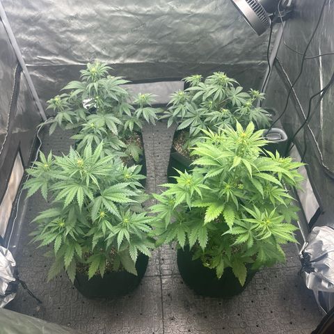 Experiment #3 Mimosa Automatic growlog timeline photo