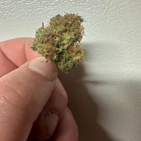 Quick One(5) growlog timeline photo