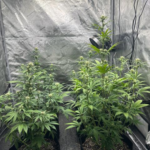 Experiment #3 Mimosa Automatic growlog timeline photo