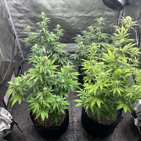 Experiment #3 Mimosa Automatic growlog timeline photo