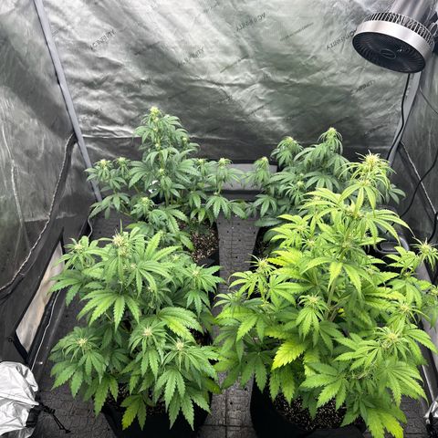 Experiment #3 Mimosa Automatic growlog timeline photo