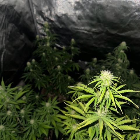 Experiment #3 Mimosa Automatic growlog timeline photo