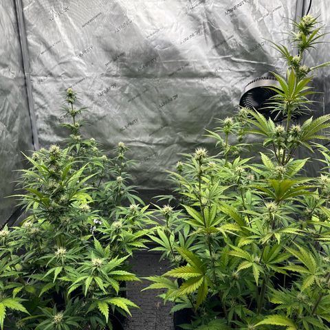 Experiment #3 Mimosa Automatic growlog timeline photo