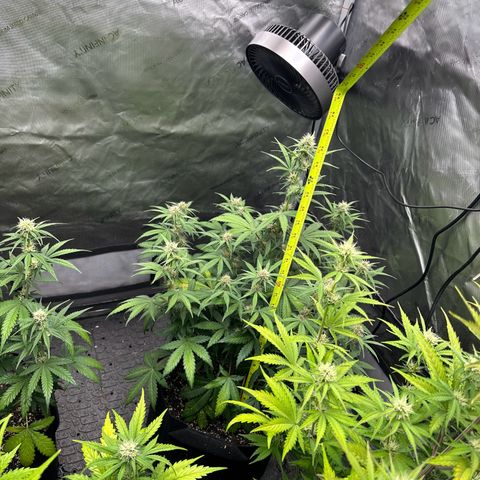 Experiment #3 Mimosa Automatic growlog timeline photo