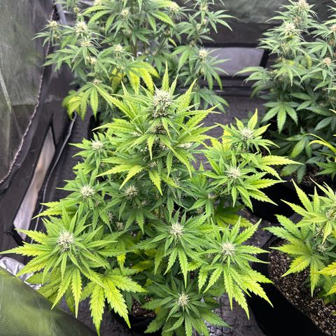 Experiment #3 Mimosa Automatic growlog timeline photo