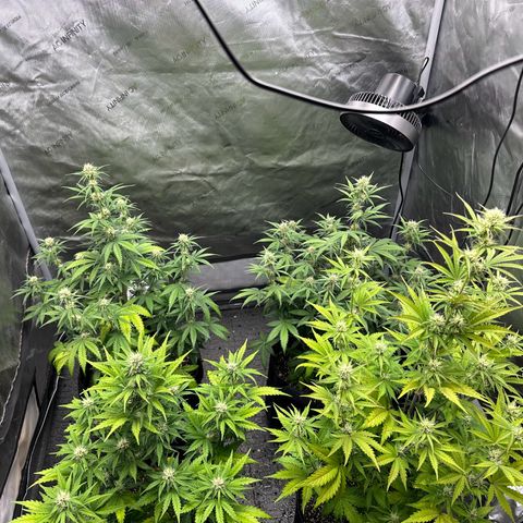 Experiment #3 Mimosa Automatic growlog timeline photo