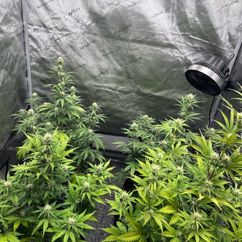 Experiment #3 Mimosa Automatic growlog timeline photo