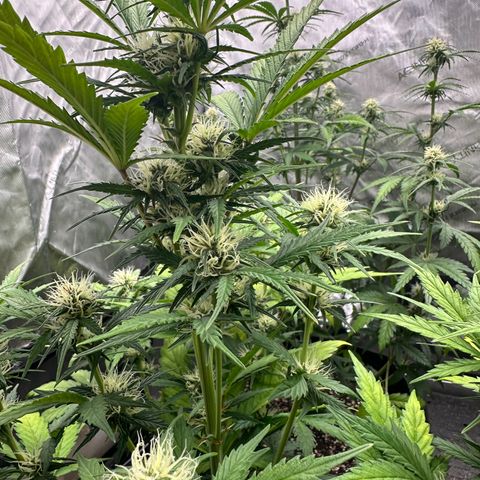 Experiment #3 Mimosa Automatic growlog timeline photo