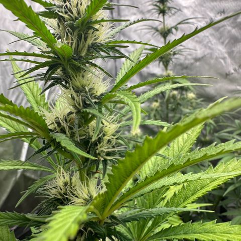 Experiment #3 Mimosa Automatic growlog timeline photo