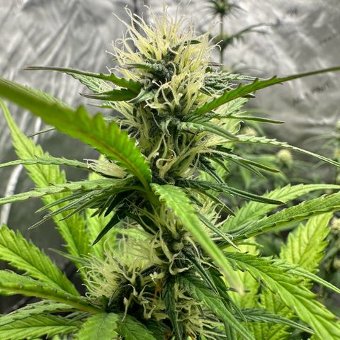 Experiment #3 Mimosa Automatic growlog timeline photo