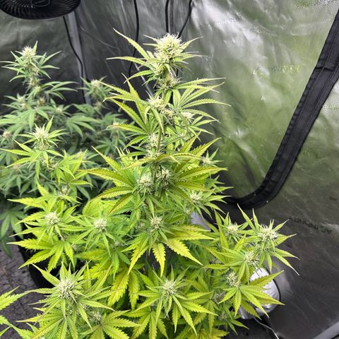 Experiment #3 Mimosa Automatic growlog timeline photo