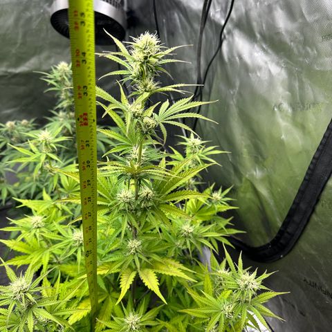 Experiment #3 Mimosa Automatic growlog timeline photo