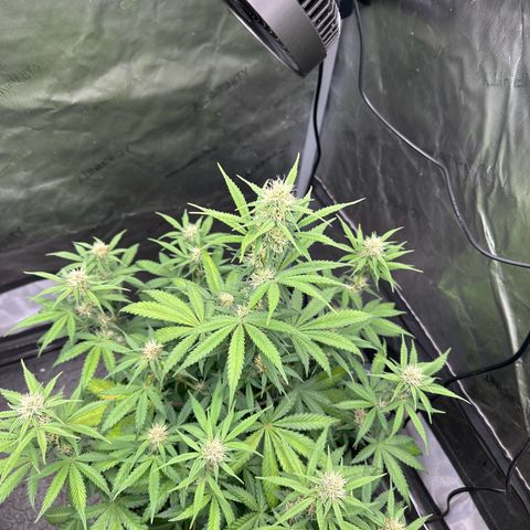 Experiment #3 Mimosa Automatic growlog timeline photo