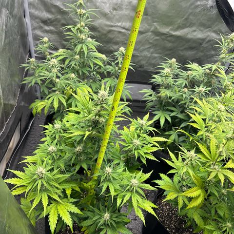 Experiment #3 Mimosa Automatic growlog timeline photo