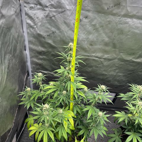 Experiment #3 Mimosa Automatic growlog timeline photo