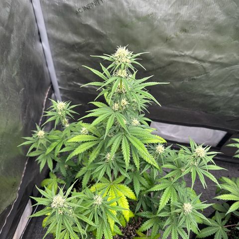 Experiment #3 Mimosa Automatic growlog timeline photo