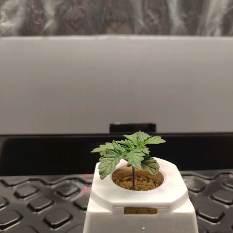 Northern lights growlog timeline photo