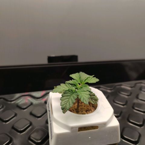 Northern lights growlog timeline photo
