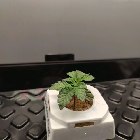 Northern lights growlog timeline photo