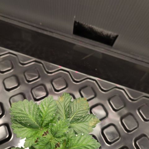 Northern lights growlog timeline photo