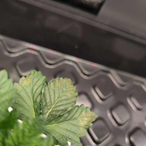 Northern lights growlog timeline photo